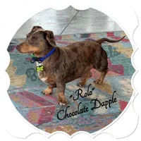 Tater Tot- AKC, a male Miniature Dachshund for sale in Trenton, NC – Photo 9 of 9