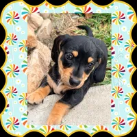 Ryder, a male Miniature Dachshund for sale in Trenton, NC – 3 of 10