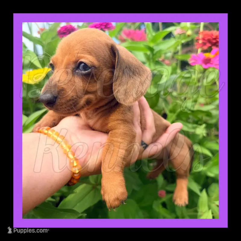 Clint – Miniature Dachshund puppy for sale in Trenton, NC