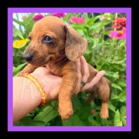 Rambo, a male Miniature Dachshund for sale in Trenton, NC – 6 of 10