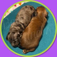 Paisley, a female Miniature Dachshund for sale in Trenton, NC – 4 of 7