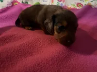 Wiley, a male Miniature Dachshund for sale in Trenton, NC – 5 of 10
