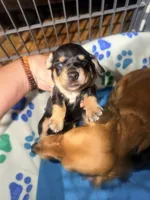 Ryder, a male Miniature Dachshund for sale in Trenton, NC – 6 of 10