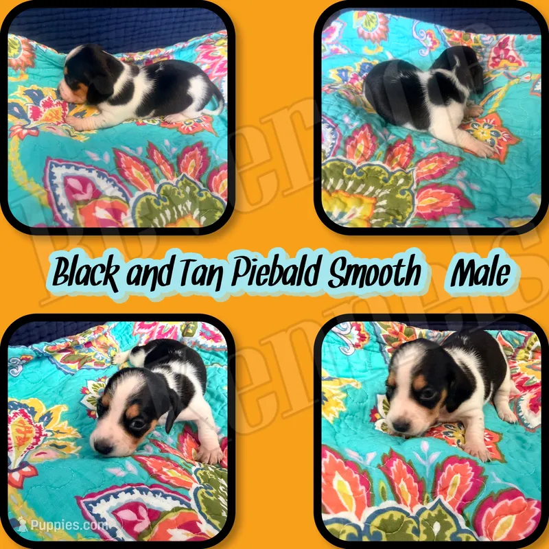 Cowboy – Miniature Dachshund puppy for sale in Trenton, NC