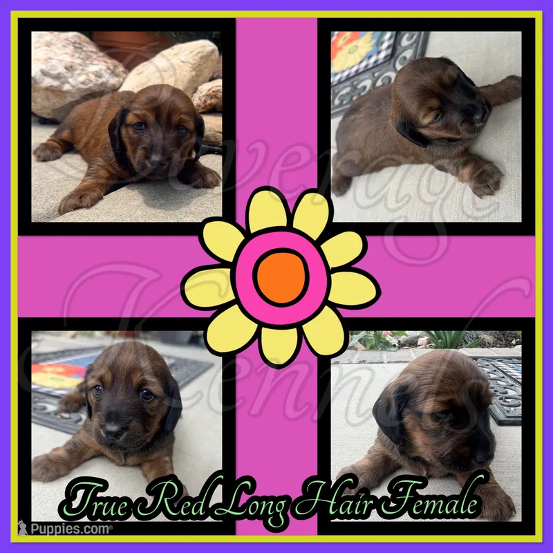 Nala – Miniature Dachshund puppy for sale in Trenton, NC