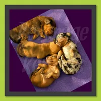 Clint, a male Miniature Dachshund for sale in Trenton, NC – 3 of 9