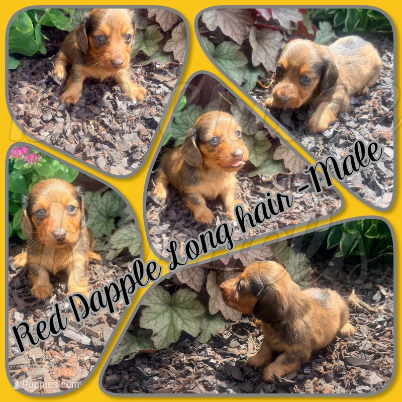 Wiley – Miniature Dachshund puppy for sale in Trenton, NC