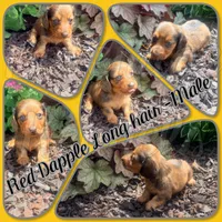Wiley, a male Miniature Dachshund for sale in Trenton, NC – 1 of 10