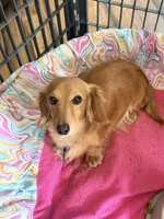 Levi, a male Miniature Dachshund for sale in Trenton, NC – 8 of 10
