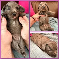 Niles, a male Miniature Dachshund for sale in Trenton, NC – 4 of 7