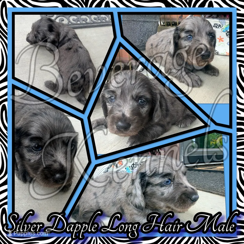 Niles – Miniature Dachshund puppy for sale in Trenton, NC