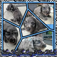 Niles, a male Miniature Dachshund for sale in Trenton, NC – 1 of 7