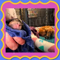 Levi, a male Miniature Dachshund for sale in Trenton, NC – 3 of 10