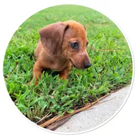 Rambo, a male Miniature Dachshund for sale in Trenton, NC – 2 of 10