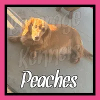 Dapple, a female Miniature Dachshund for sale in Trenton, NC – 3 of 6