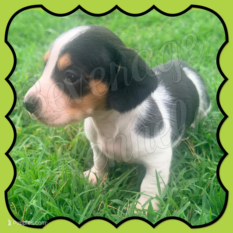 Cowboy – Miniature Dachshund puppy for sale in Trenton, NC