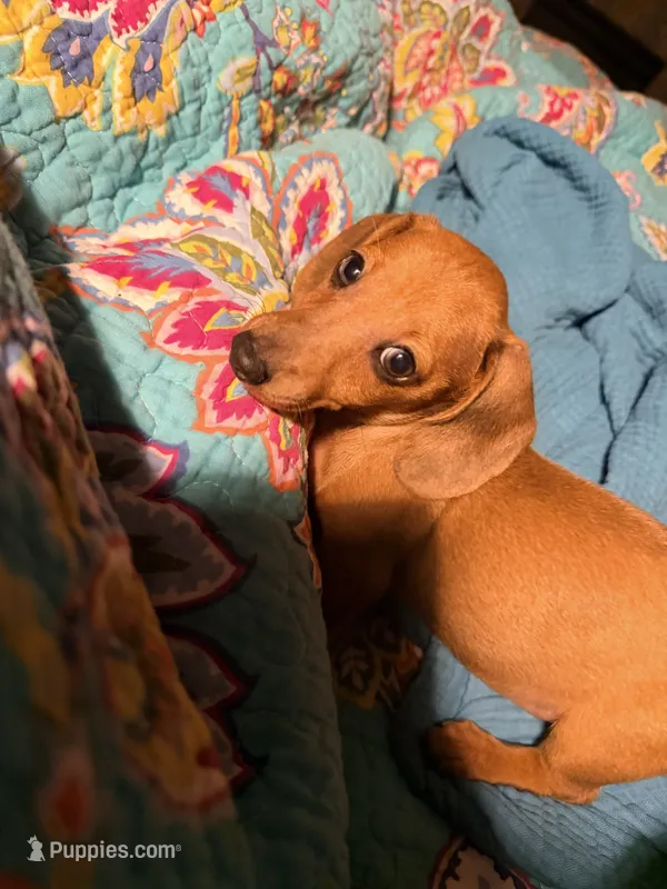 Rambo – Miniature Dachshund puppy for sale in Trenton, NC