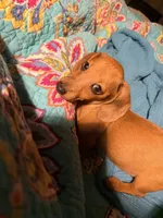 Sweet Red, a male Miniature Dachshund for sale in Trenton, NC – 2 of 10