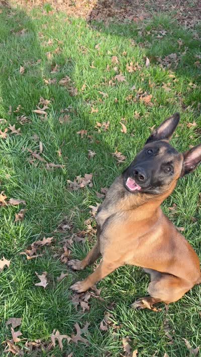Arrow Le Beau, a male Belgian Malinois for sale in Cincinnati, OH – 7 of 7