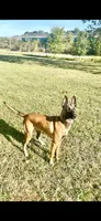 Arrow Le Beau, a male Belgian Malinois for sale in Cincinnati, OH – 5 of 7