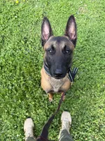 Arrow Le Beau, a male Belgian Malinois for sale in Cincinnati, OH – 2 of 7