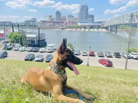 Arrow Le Beau, a male Belgian Malinois for sale in Cincinnati, OH – 3 of 7