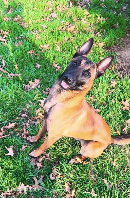 Arrow Le Beau – Belgian Malinois puppy for sale in Cincinnati, OH