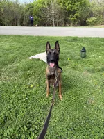 Arrow Le Beau, a male Belgian Malinois for sale in Cincinnati, OH – 6 of 7