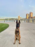 Arrow Le Beau, a male Belgian Malinois for sale in Cincinnati, OH – 4 of 7