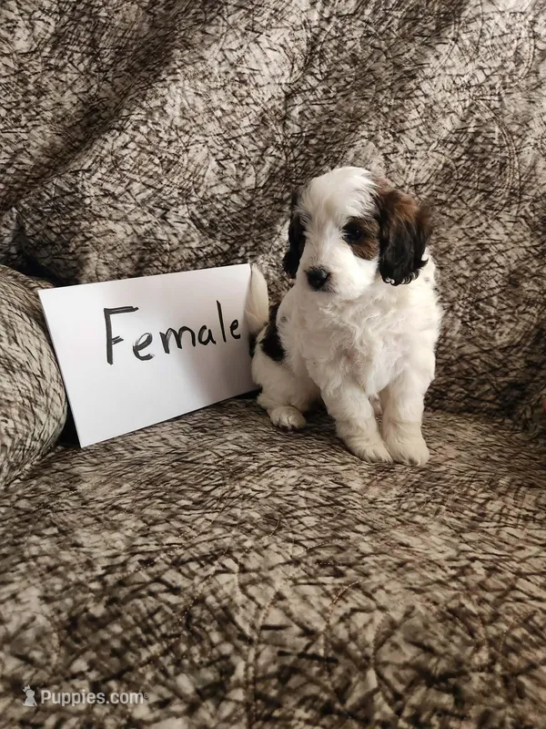 Cookie Dough, a female Bernedoodle for sale in Monticello, IA – Photo 1 of 1