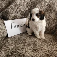 Oreo, a female Bernedoodle for sale in Monticello, IA – 1 of 1