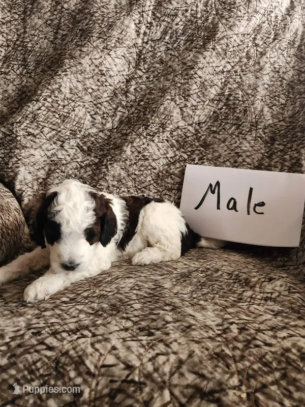 Oreo, a male Bernedoodle for sale in Monticello, IA – Photo 1 of 1
