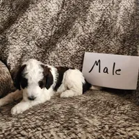 Tank, a male Bernedoodle for sale in Monticello, IA – 1 of 1