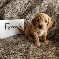 Caramel , a female Bernedoodle for sale in Monticello, IA – 1 of 1