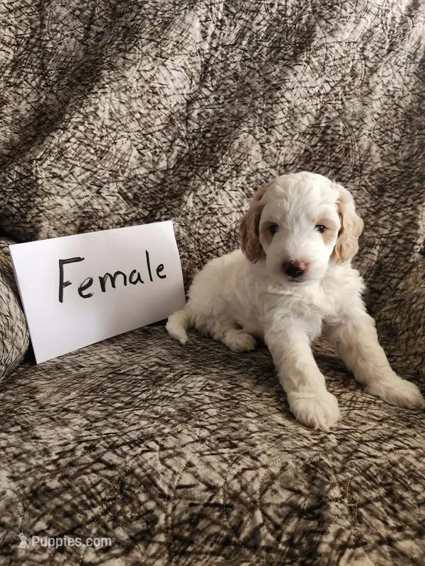 Vanilla, a female Bernedoodle for sale in Monticello, IA – Photo 1 of 1