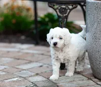 Yeti, a male Labradoodle and Australian Labradoodle for sale in Watsontown, PA – 4 of 10