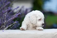 Yeti, a male Labradoodle and Australian Labradoodle for sale in Watsontown, PA – 2 of 10