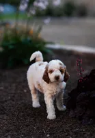 Mochi, a female Miniature Labradoodle and Australian Labradoodle for sale in Watsontown, PA – 4 of 8