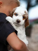 Mochi, a female Miniature Labradoodle and Australian Labradoodle for sale in Watsontown, PA – 2 of 8