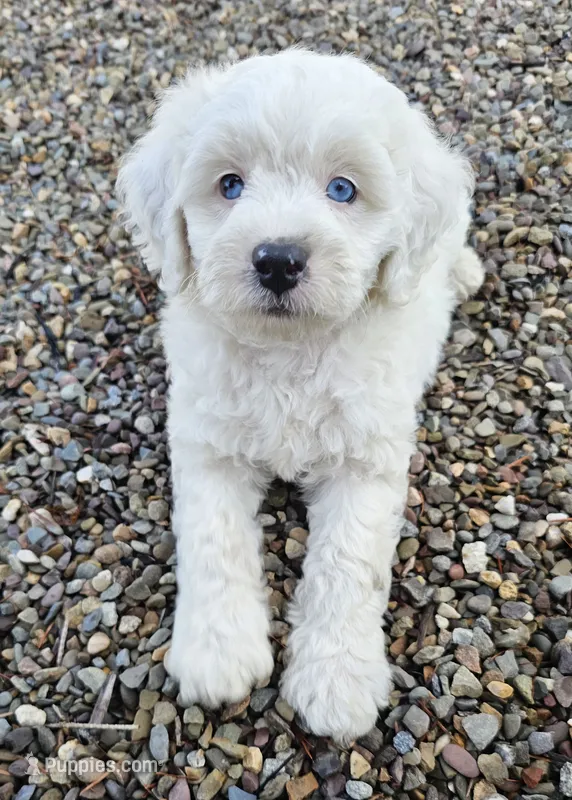 Yeti – Labradoodle, Australian Labradoodle puppy for sale in Watsontown, PA
