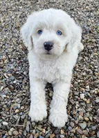 Yeti, a male Labradoodle and Australian Labradoodle for sale in Watsontown, PA – 7 of 10