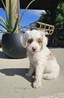 Sugar, a female Miniature Labradoodle and Australian Labradoodle for sale in Watsontown, PA – 7 of 9