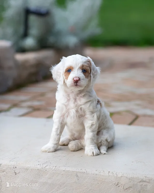 Sugar – Miniature Labradoodle, Australian Labradoodle puppy for sale in Watsontown, PA