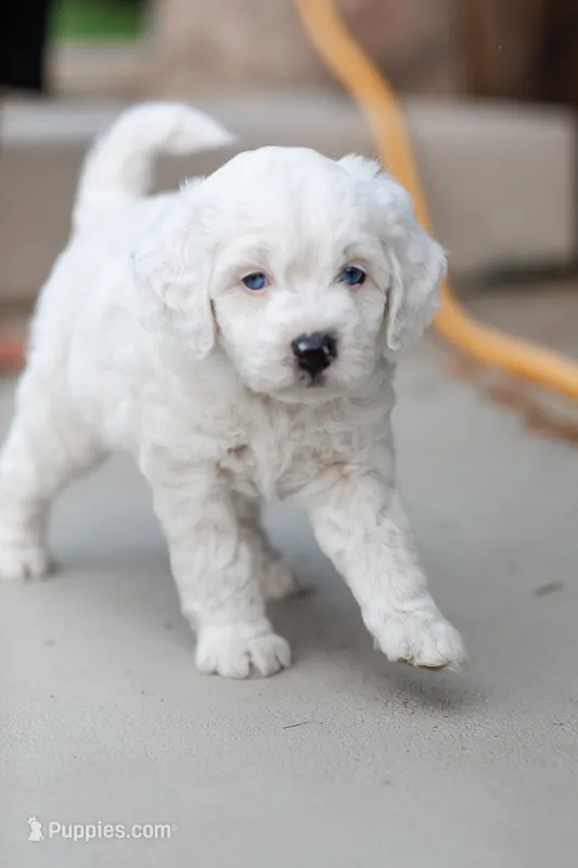Yeti – Labradoodle, Australian Labradoodle puppy for sale in Watsontown, PA
