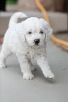 Yeti, a male Labradoodle and Australian Labradoodle for sale in Watsontown, PA – 6 of 10