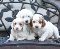 Mochi, a female Miniature Labradoodle and Australian Labradoodle for sale in Watsontown, PA – 6 of 8