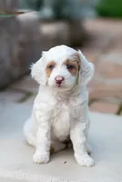 Sugar, a female Miniature Labradoodle and Australian Labradoodle for sale in Watsontown, PA – 3 of 9