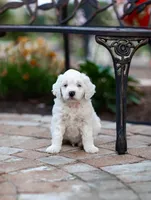 Yeti, a male Labradoodle and Australian Labradoodle for sale in Watsontown, PA – 3 of 10