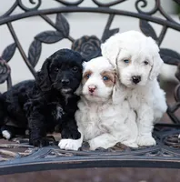 Yeti, a male Labradoodle and Australian Labradoodle for sale in Watsontown, PA – 5 of 10