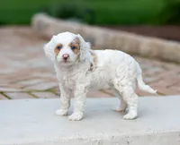 Sugar, a female Miniature Labradoodle and Australian Labradoodle for sale in Watsontown, PA – 2 of 9